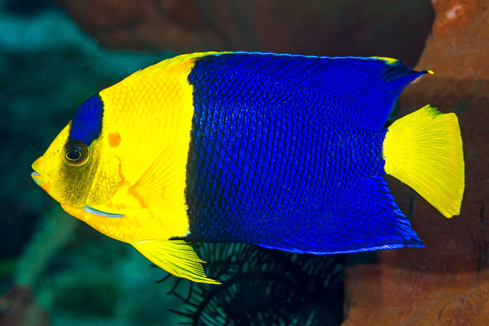 Ikan Bicolor Angelfish